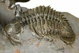 Triple Erbenochile Trilobite Association - Foum Zguid, Morocco #381177-4